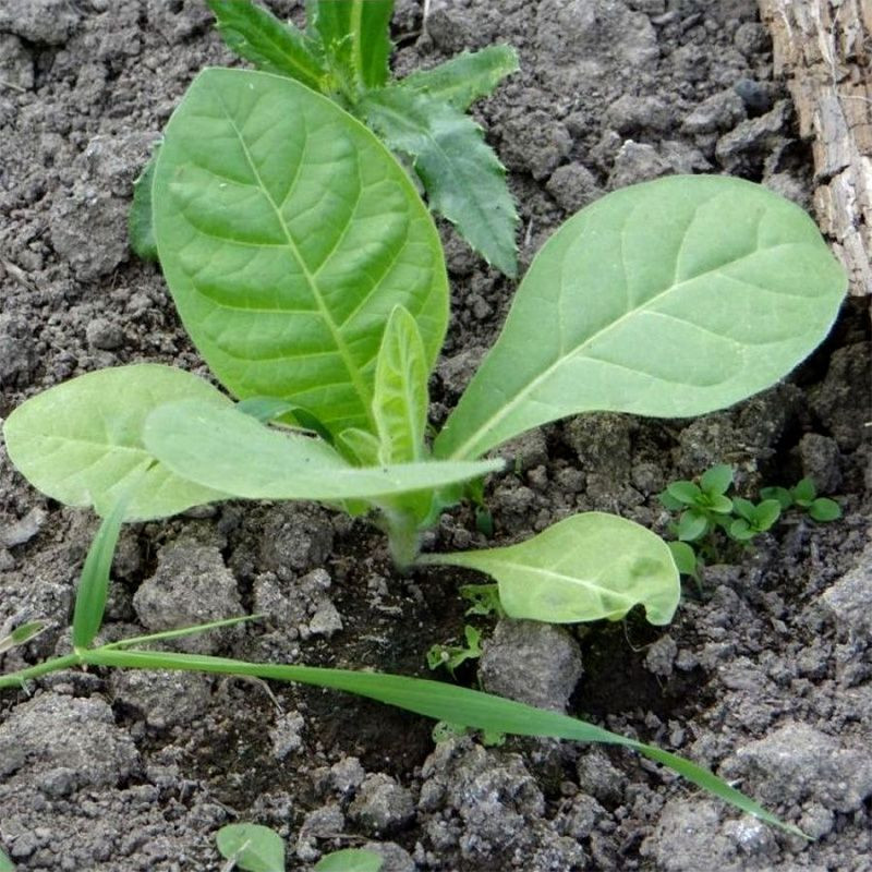 Tobacco seeds - Walkers Broad Leaf - 300