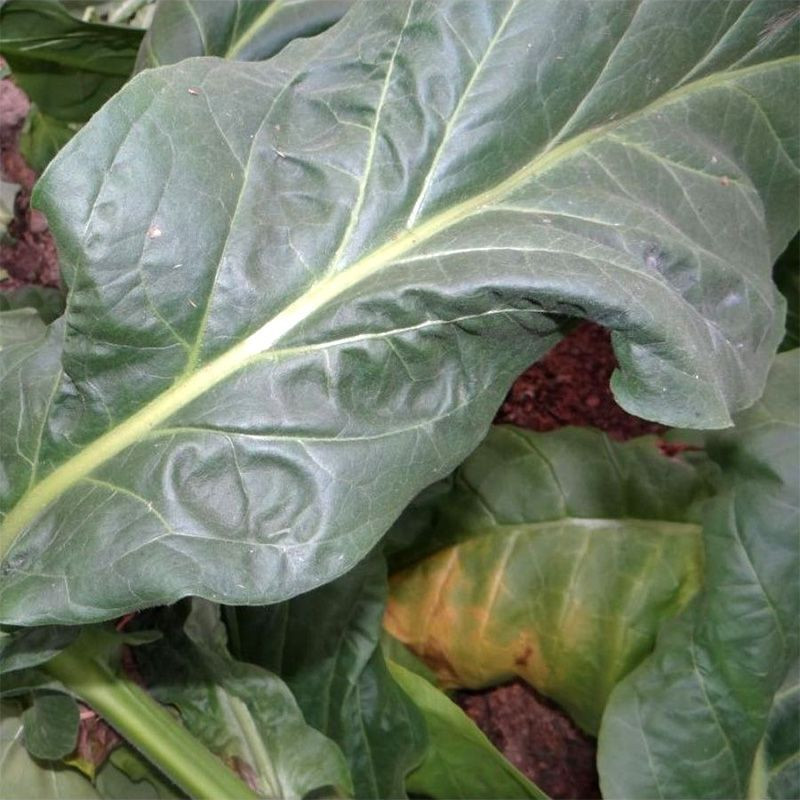Tobacco seeds - Walkers Broad Leaf - 300