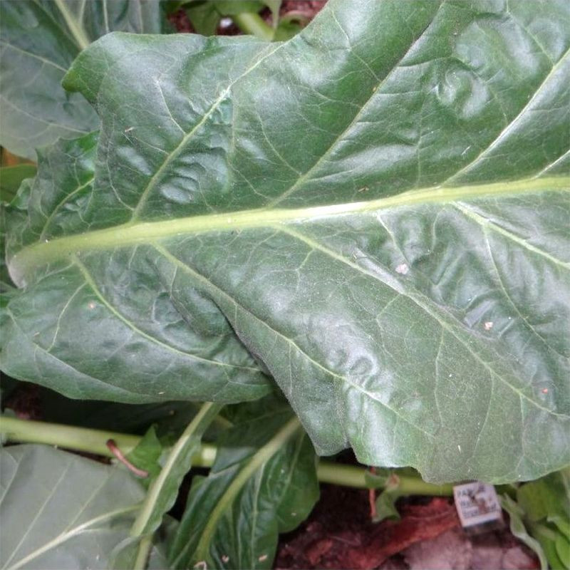 Tobacco seeds - Walkers Broad Leaf - 300