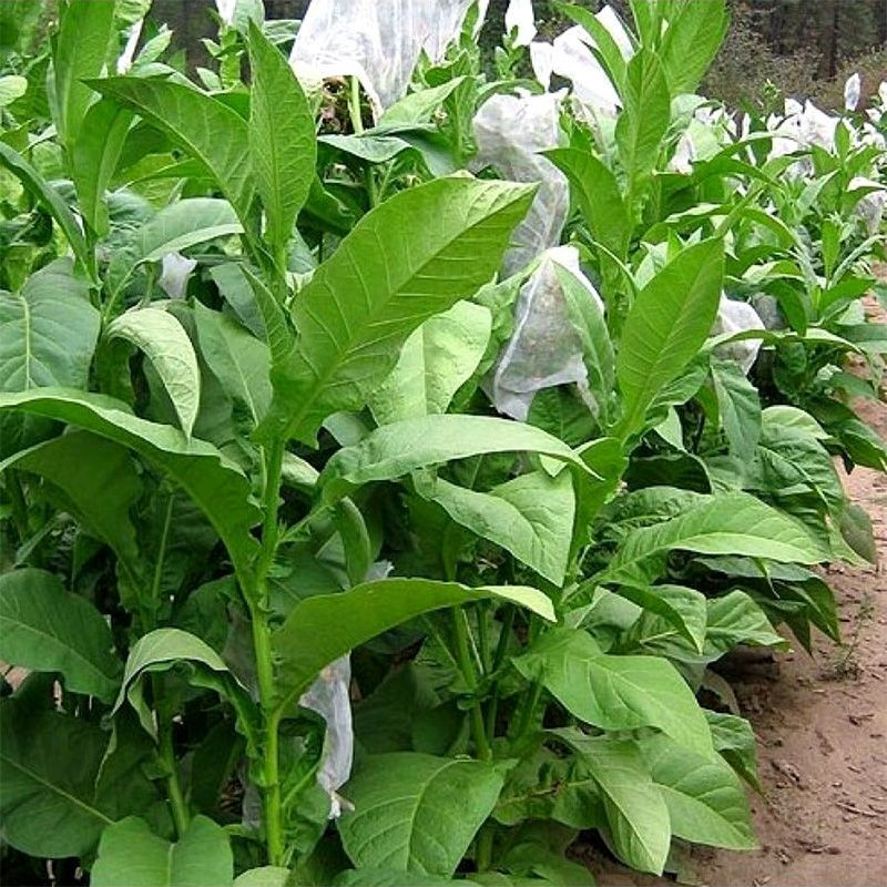 Tobacco seeds - Walkers Broad Leaf - 100