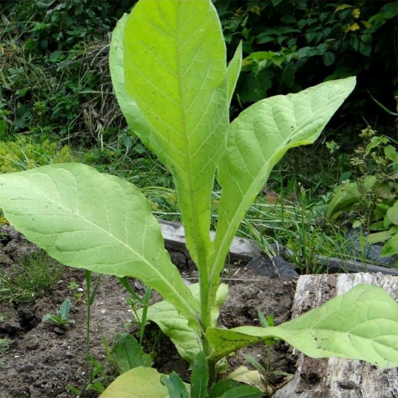 Tobacco seeds - Walkers Broad Leaf - 300