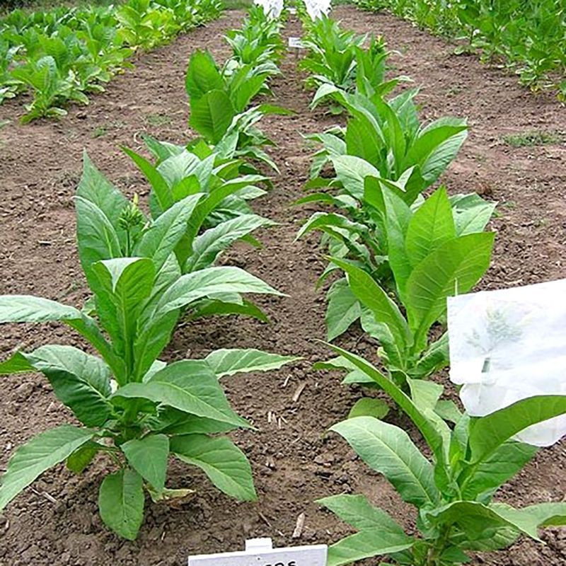 Tobacco seeds - Walkers Broad Leaf - 300
