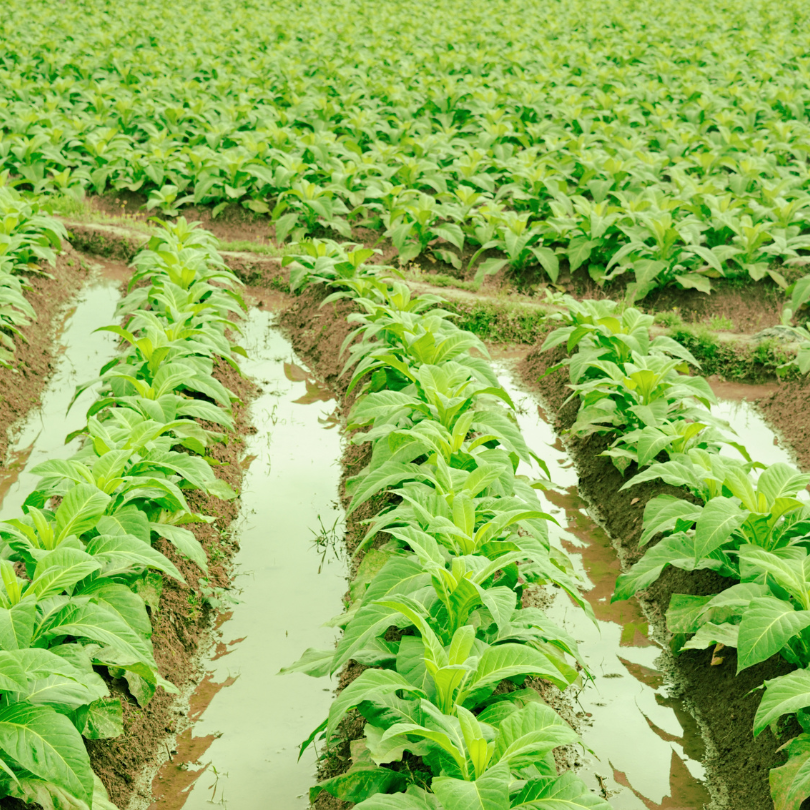 Tobacco seeds Golden Burley - 100