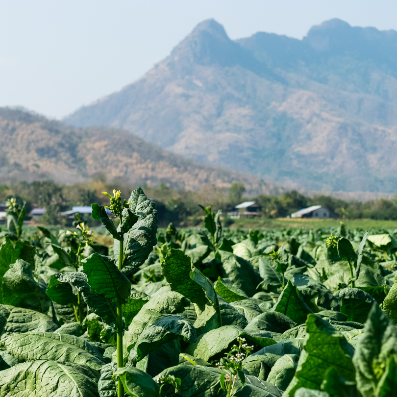 Tobacco seeds Golden Burley - 100