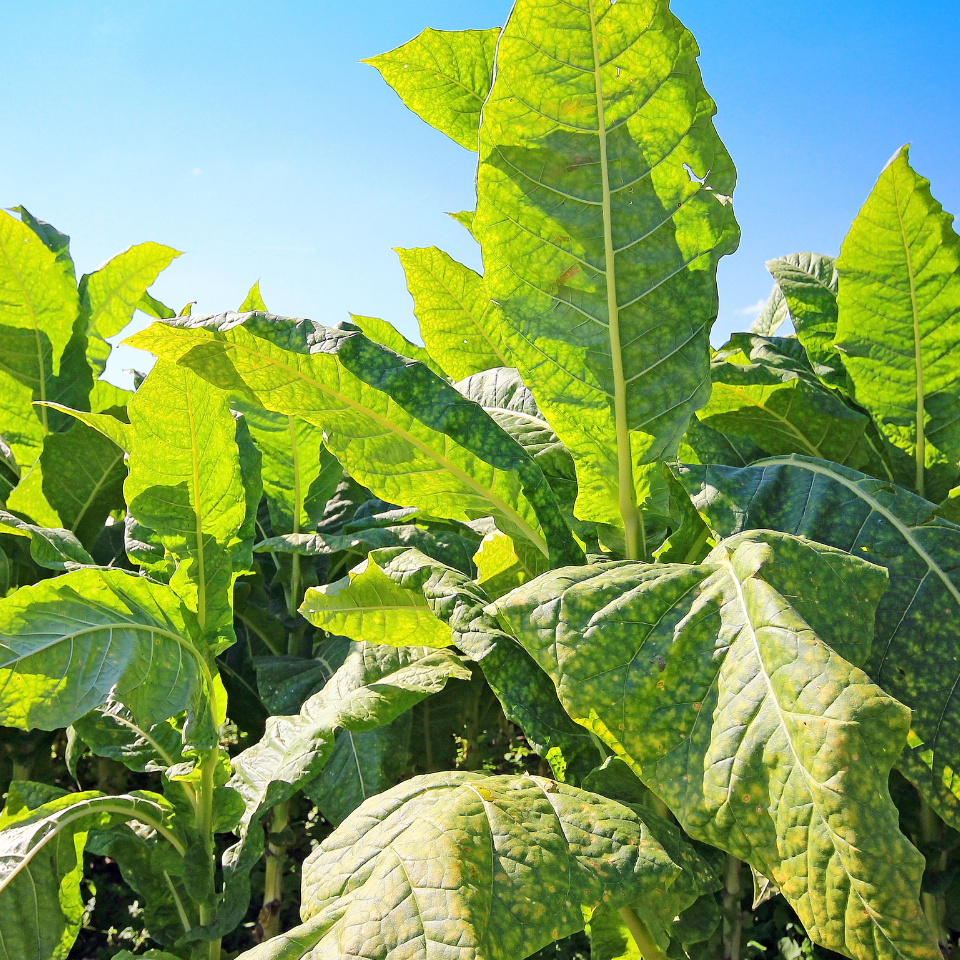 Tobacco seeds - Cuban Criollo - 100