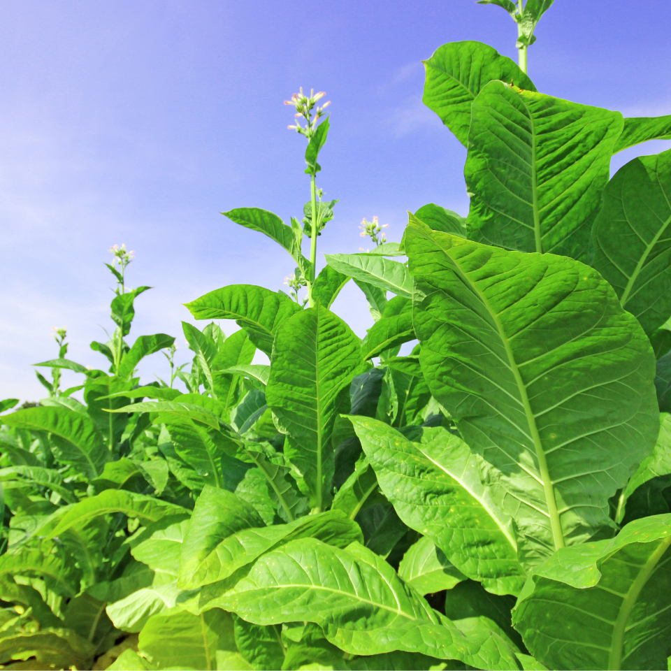 Tobacco seeds - Cuban Criollo - 100