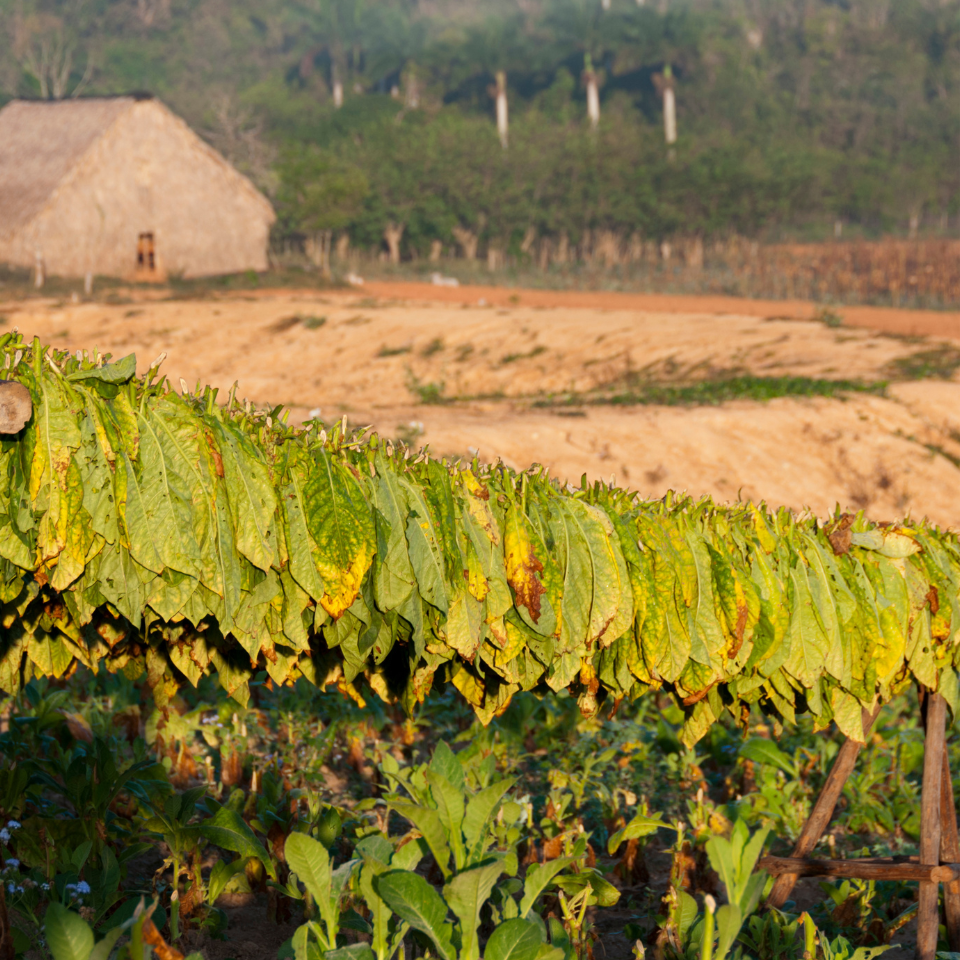Tobacco seeds - Cuban Criollo - 100