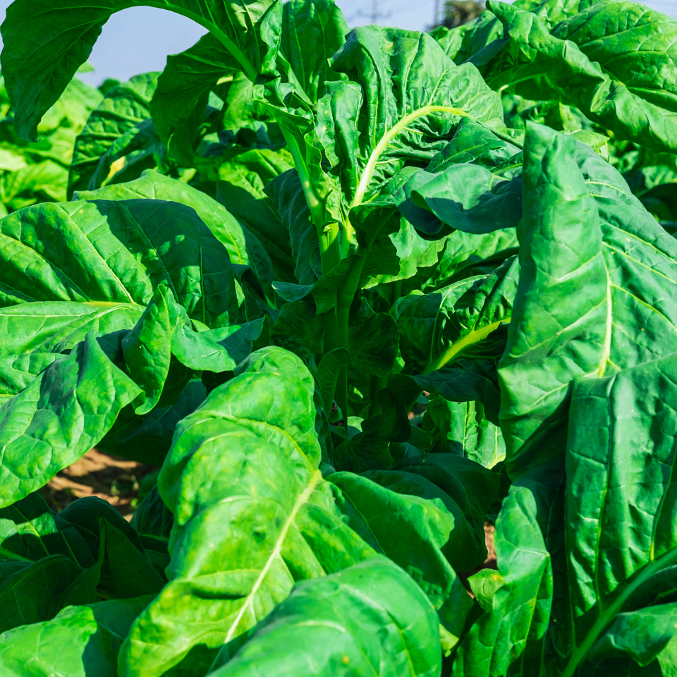 Tobacco seeds - Cuban Criollo - 100