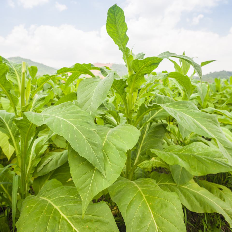 Tobacco seeds - Cuban Criollo - 100