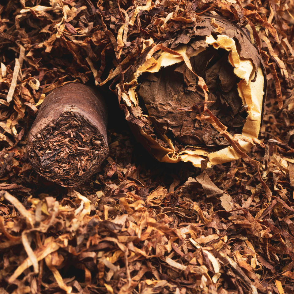 Tobacco seeds - Cuban Criollo - 100