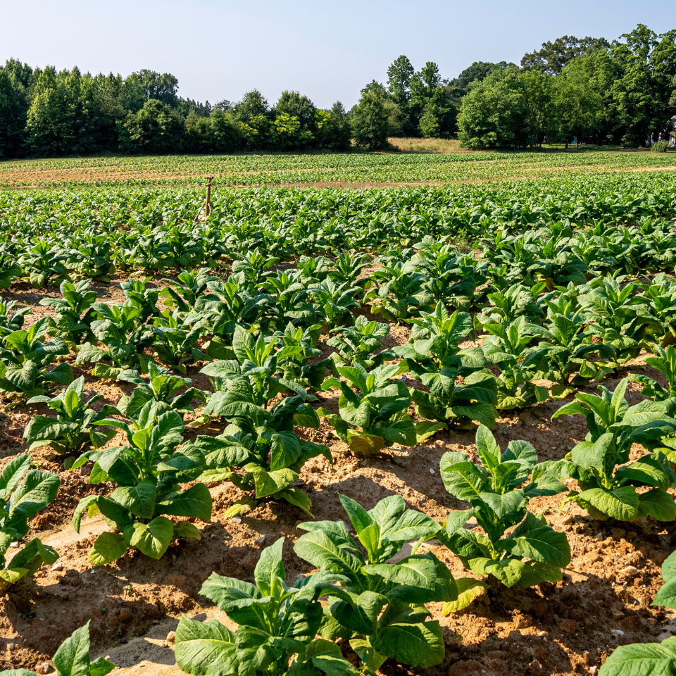 Tobacco seeds - Cuban Criollo - 100
