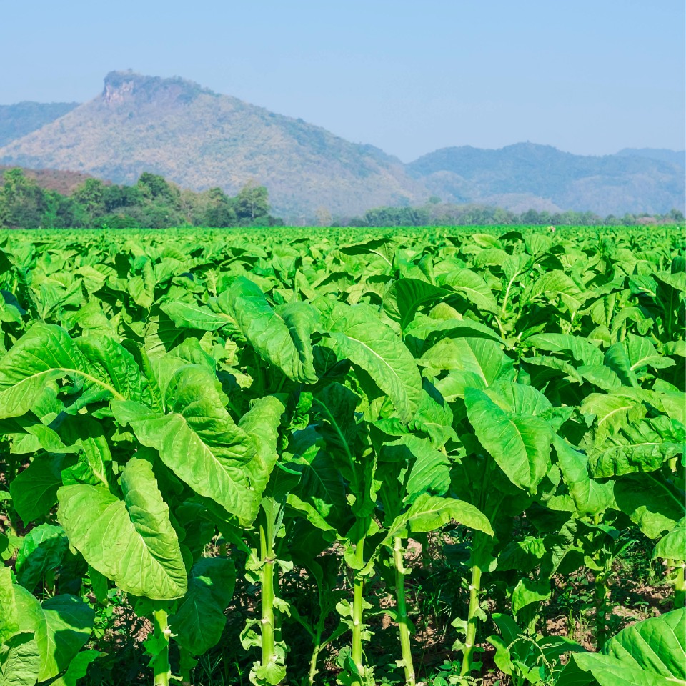 Tobacco seeds - Cuban Criollo - 100