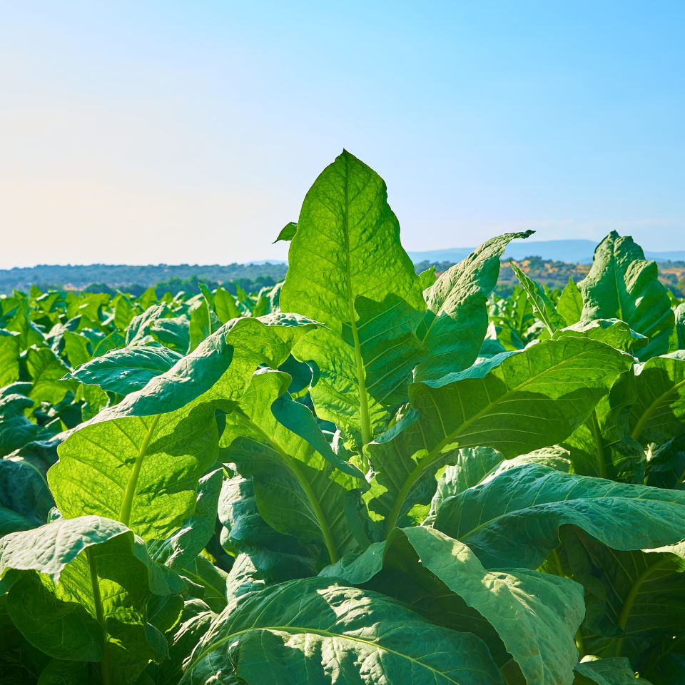 Tobacco seeds - Cuban Criollo - 100