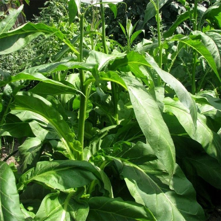 Tobacco seeds - Little Dutch - 50