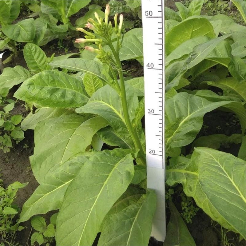Tobacco seeds - Little Dutch - 50