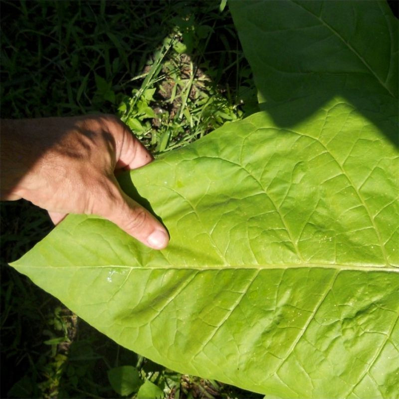 Tobacco seeds - Connecticut Shade - 300