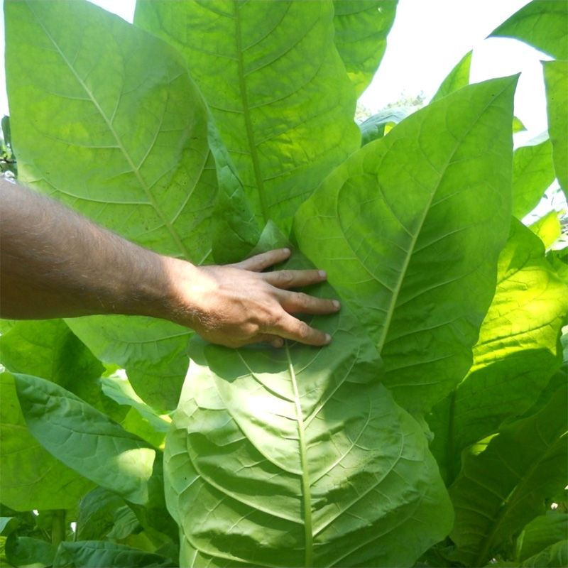 Tobacco seeds - Connecticut Shade - 300