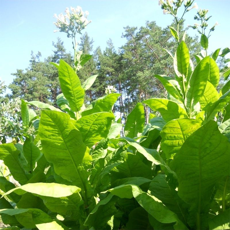Tobacco seeds - Connecticut Shade - 300