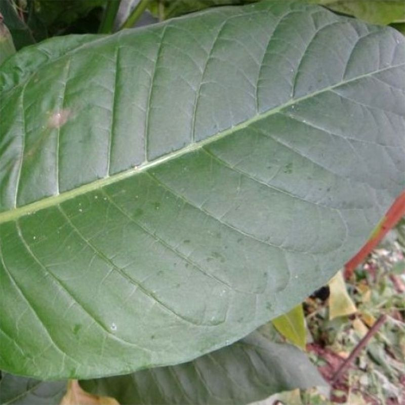 Tobacco seeds - Connecticut Shade - 300