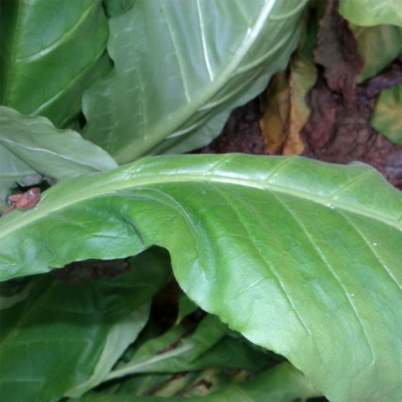 Tobacco seeds - Connecticut Shade - 300