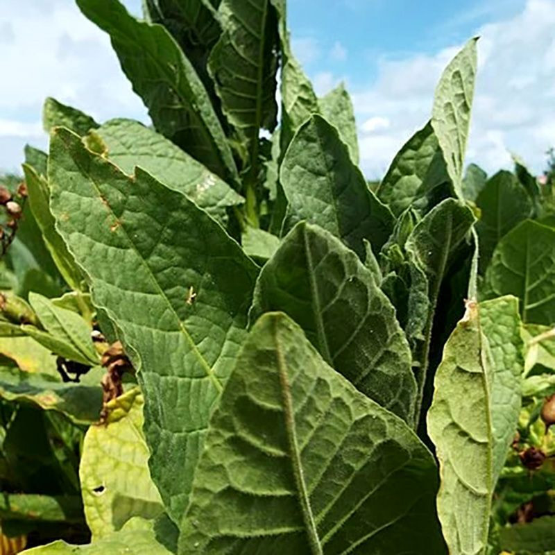 Tobacco seeds - Connecticut Shade - 300