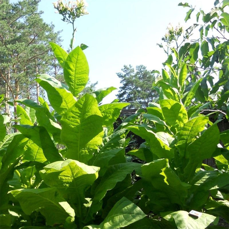 Tobacco seeds - Connecticut Shade - 100