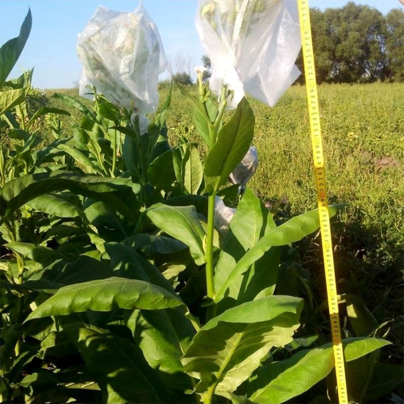 Tobacco seeds - Connecticut Shade - 300