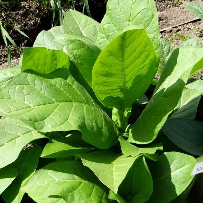 Tobacco seeds - Connecticut Shade - 300