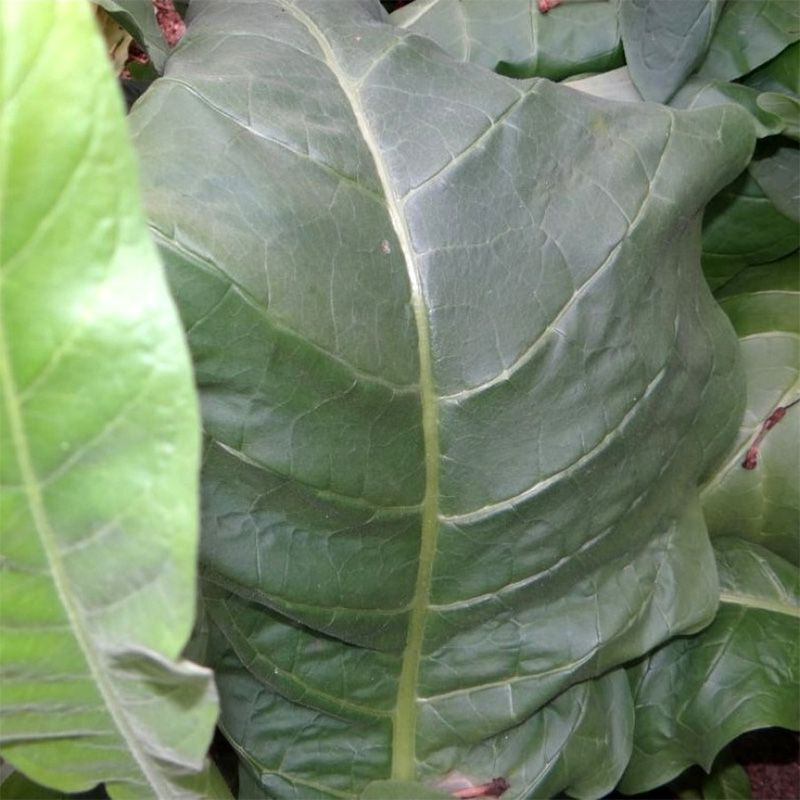 Tobacco seeds - Connecticut Broadleaf - 50