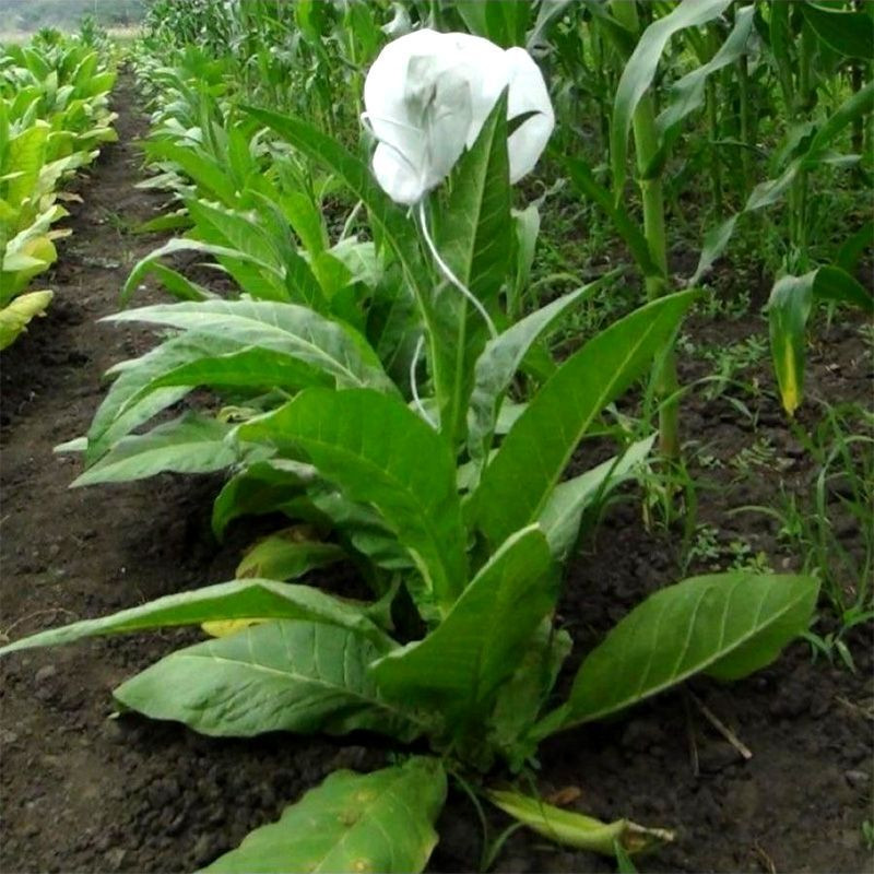 Tobacco seeds - Connecticut Broadleaf - 50