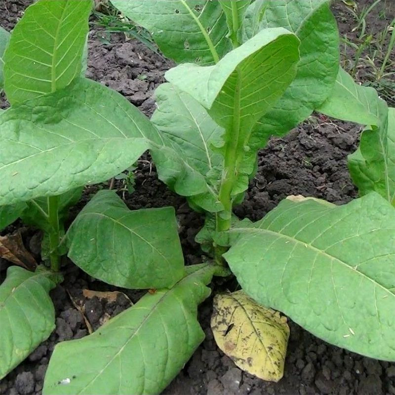 Tobacco seeds - Connecticut Broadleaf - 50