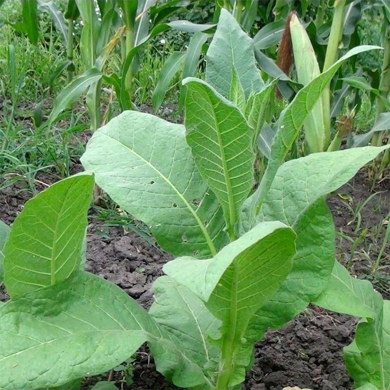 Tobacco seeds - Connecticut Broadleaf - 50