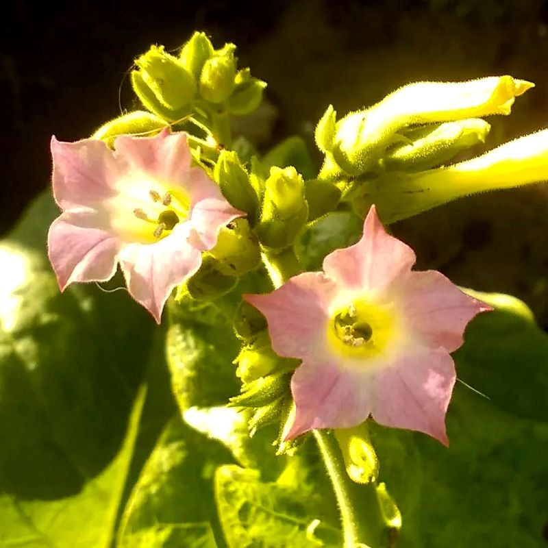 Tobacco seeds - Connecticut Broadleaf - 50