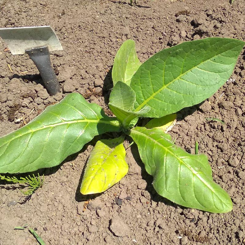 Tobacco seeds - Connecticut Broadleaf - 50