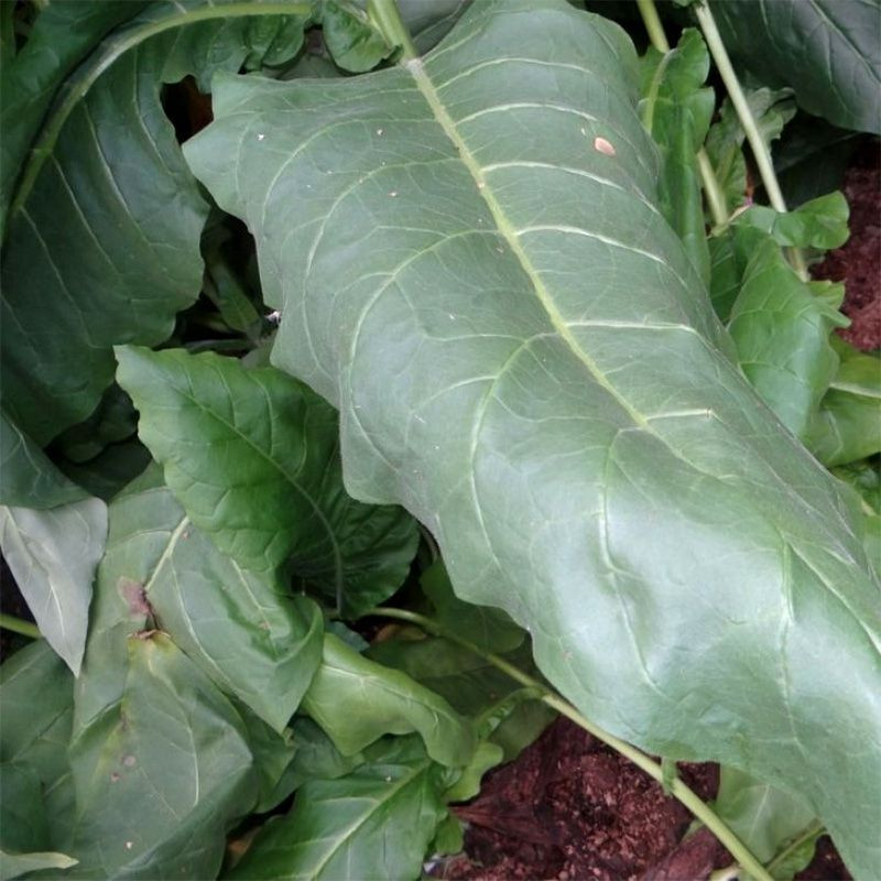 Tobacco seeds - Connecticut Broadleaf - 50