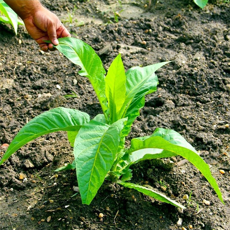 Tobacco seeds - Connecticut Broadleaf - 50