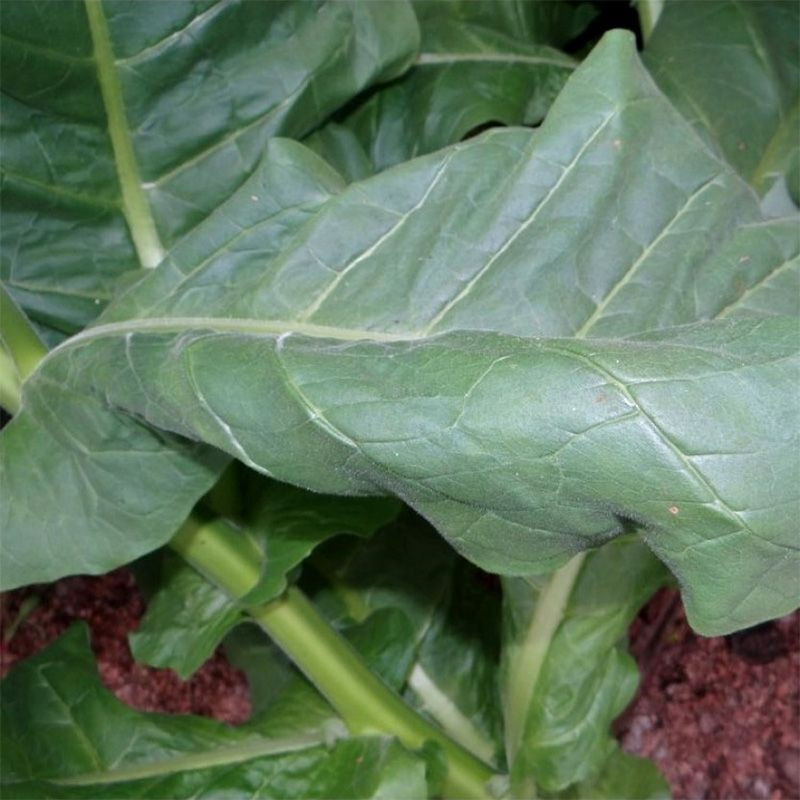 Tobacco seeds - Connecticut Broadleaf - 50