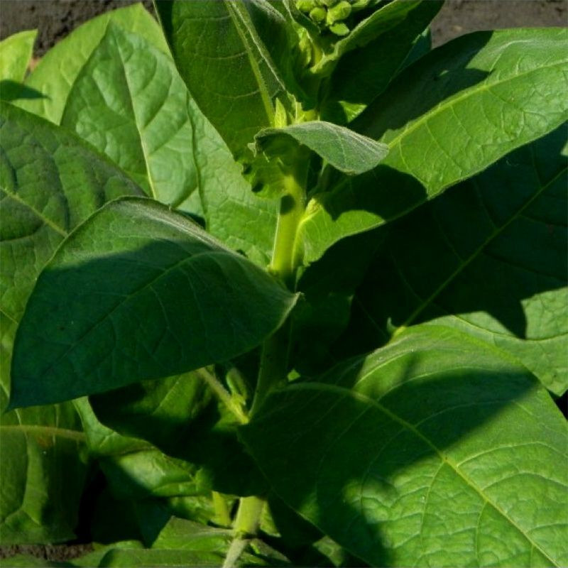 Tobacco seeds - Izmir Turkish - 100