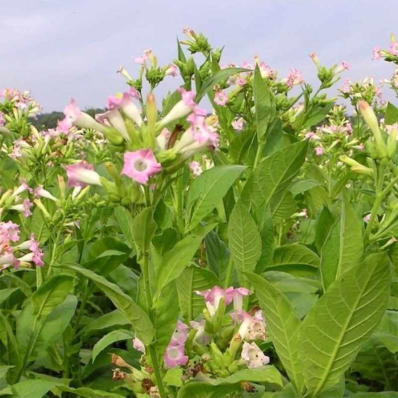 Tobacco seeds - Izmir Turkish - 100