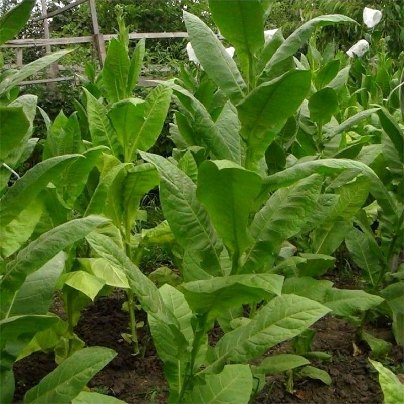 Tobacco seeds - Izmir Turkish - 100