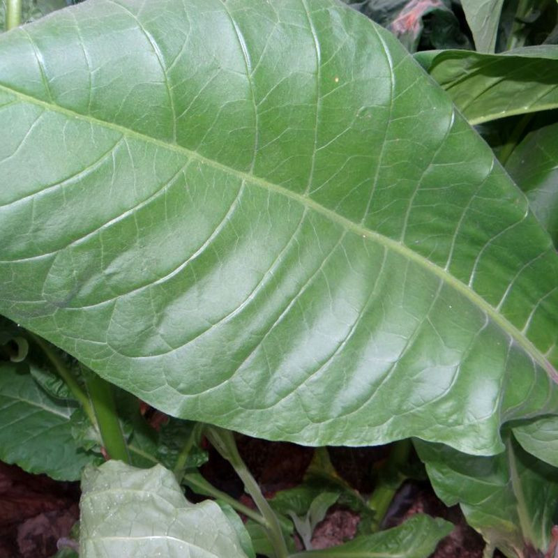Tobacco seeds - Izmir Turkish - 100