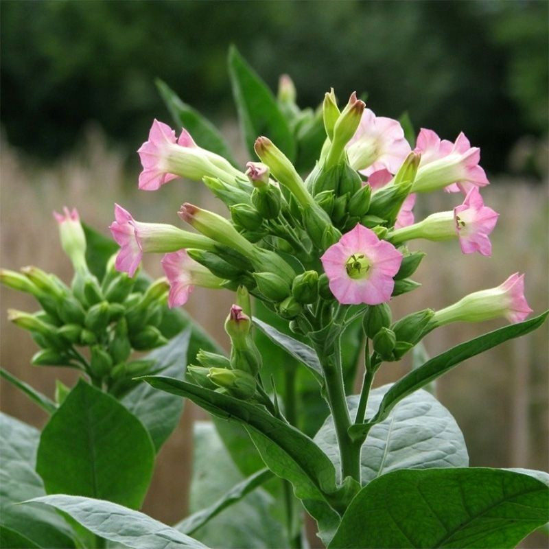 Tobacco seeds - Izmir Turkish - 100