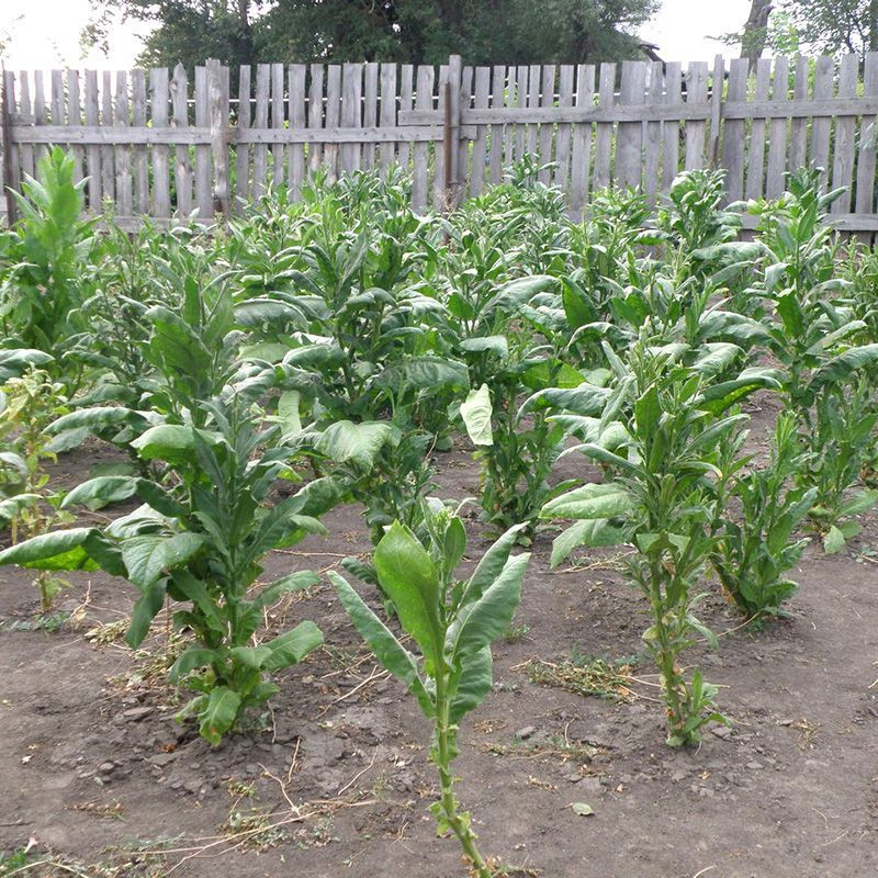 Tobacco seeds - Izmir Turkish - 100