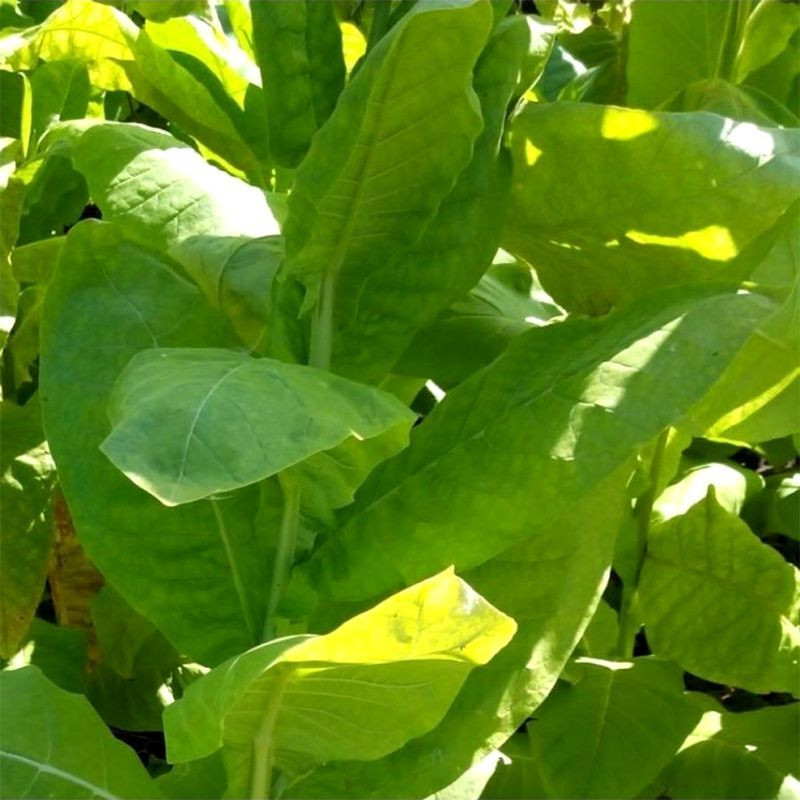 Tobacco seeds - Izmir Turkish - 100