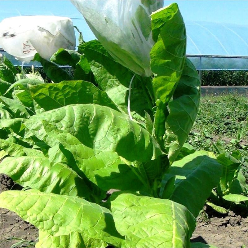 Tobacco seeds - Burley 9 - 100
