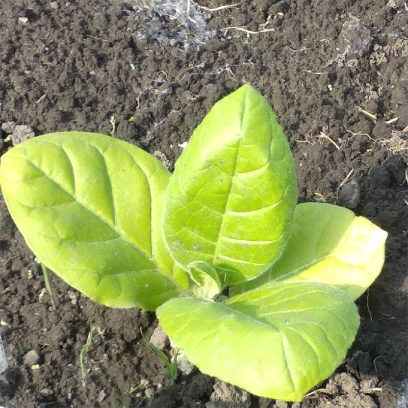 Tobacco seeds - Burley 9 - 100