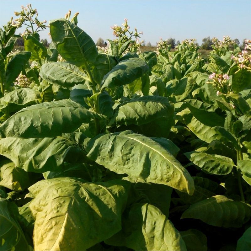 Tobacco seeds - Burley 9 - 100