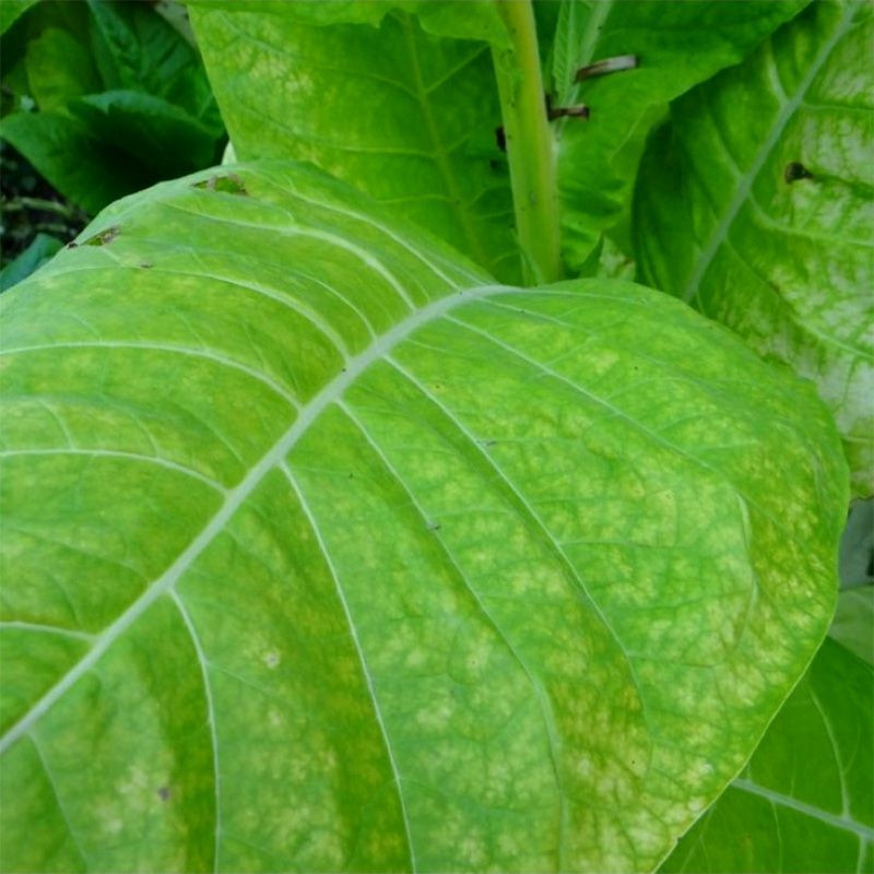 Tobacco seeds - Burley 9 - 100