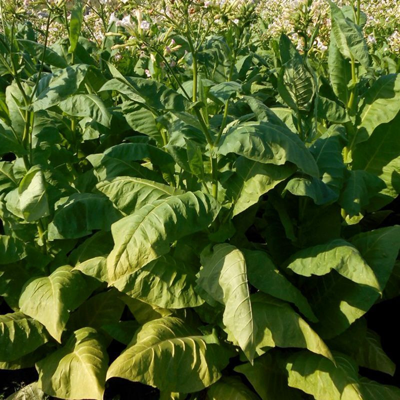 Tobacco seeds - Burley 9 - 100