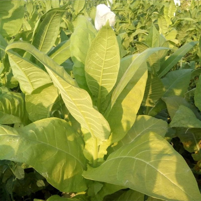 Tobacco seeds - Burley 9 - 100